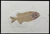 Ferocious Phareodus Fish Fossil - Scarce Species #44537-2